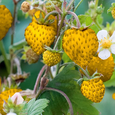 Земляника лесная Желтое Чудо