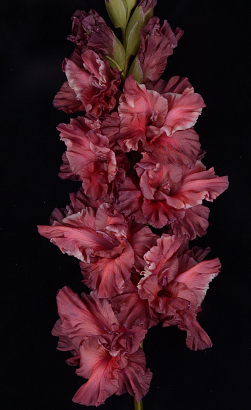 Гладиолус крупноцветковый За Туманом