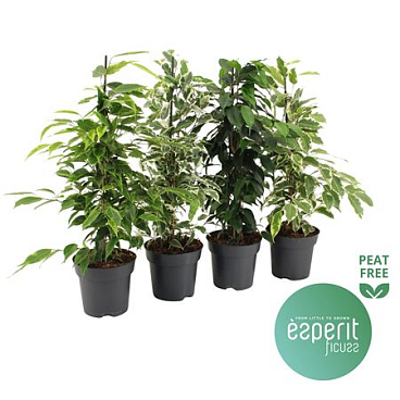Ficus Be Royal Mix 3-4srt