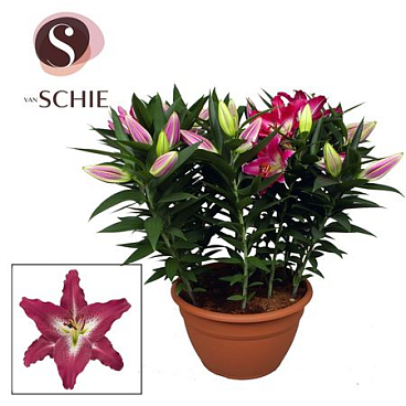 Lilium Or Entertainer Xl 15pp