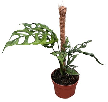 Monstera Obliqua Peru