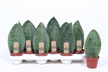 Sansevieria Victoria