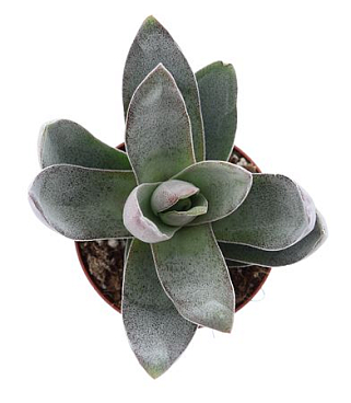 Crassula Garnet Lotus