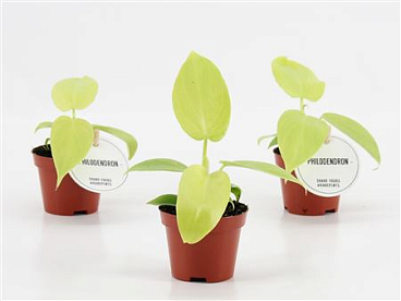 Philodendron Golden Violin