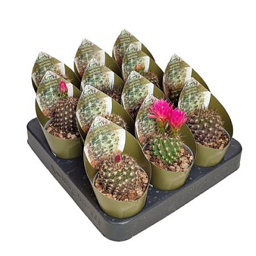 Neoporteria Subgibbosa Potcover