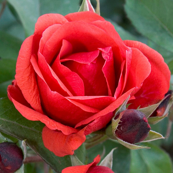 Роза парковая Морден Файеглоу