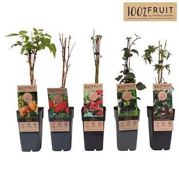 Rubus Mix