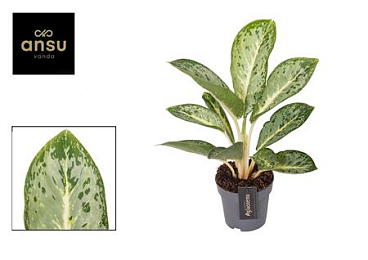 Aglaonema Matcha Cream