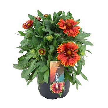 Gaillardia Spin Top Yellow Touch