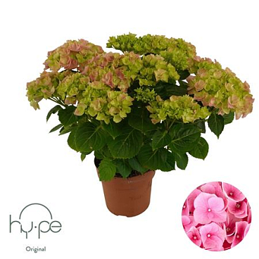 Hydrangea Ma Pink 7+ (hy-pe)