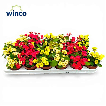 Euphorbia Milli Mix