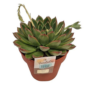 Echeveria Skater
