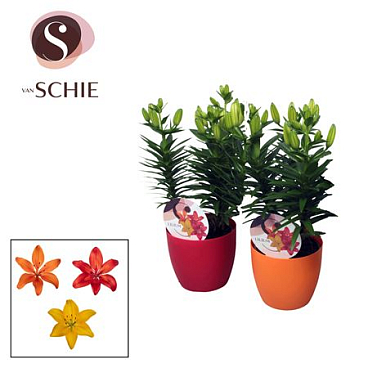 Lilium As Mix 3pp Decopot