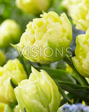 Тюльпан махровый ранний Верона