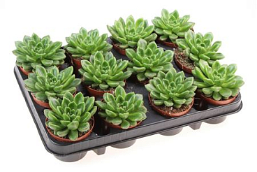Echeveria Chubbs