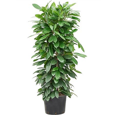 Ficus Cyathistipula.