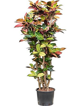 Sansevieria Trifasciata Black Tig