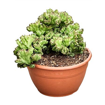 Euphorbia Lactea Potcover