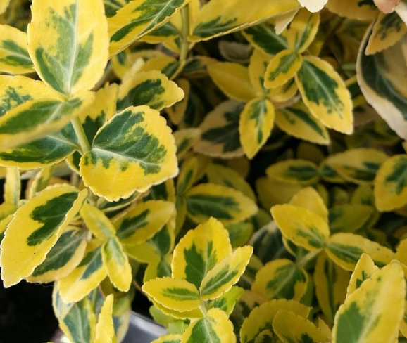 Бересклет форчуна Эмеральд Голд