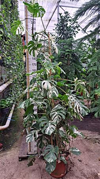 Monstera Deliciosa Variegata Bush + Fruit