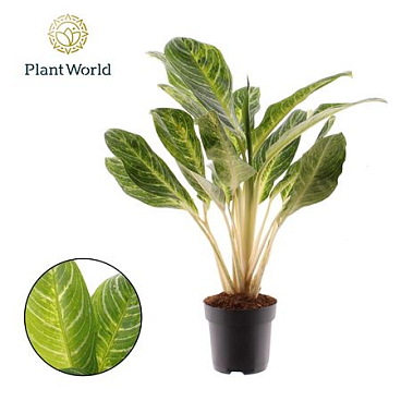 Aglaonema Keylime