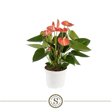 Anth An Livium Orange 5+ (stolk)