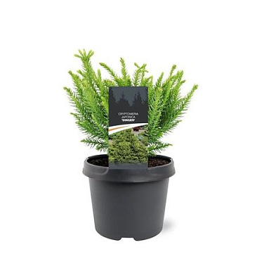 Cryptomeria Jap Dinger