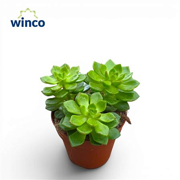 Echeveria Affinus (group)
