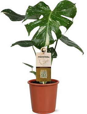 Monstera Del Thai Constellation