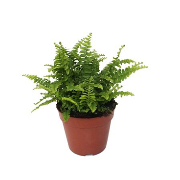Nephrolepis Green Lady