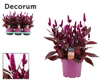 Celosia Mystic Shades With Label (decorum)