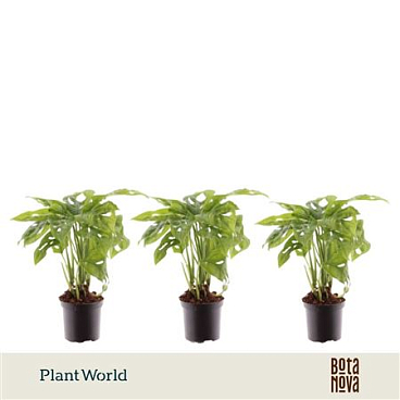 Monstera Monkey