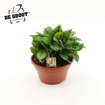 Coffea Arabica Bowl