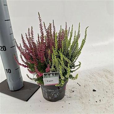Calluna Gg Twin Girls