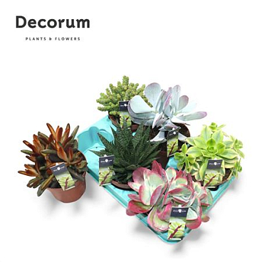 Succulent Mix (6spc.) (dec)