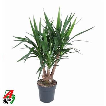 Yucca Branched 3+