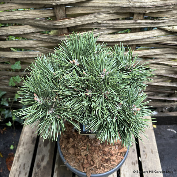 Сосна черная Грин Перл