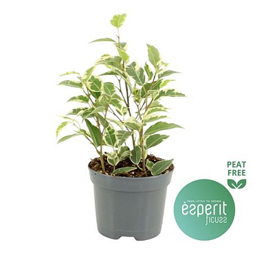 Ficus Be Petite Samantha