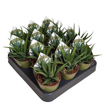 Haworthia Universe Potcover