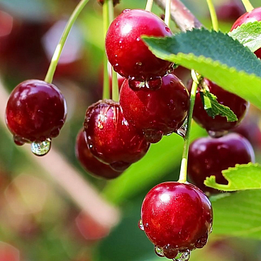 Вишня обыкновенная Десертная Морозовой в тубе