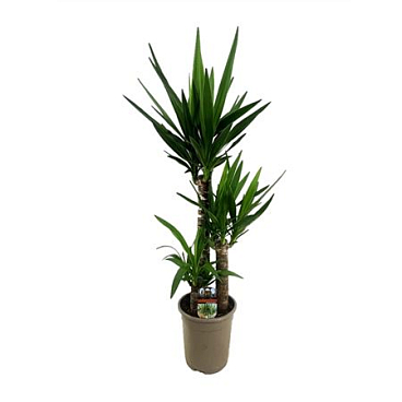 Yucca 60-30-15 2+