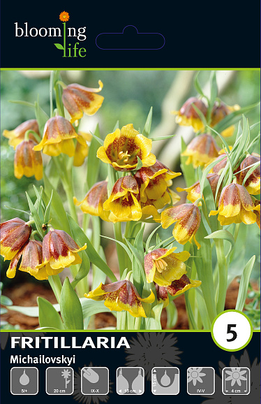 Рябчик михайловского