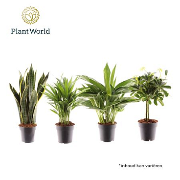 Groenmix Jamaica (diverse Soorten)