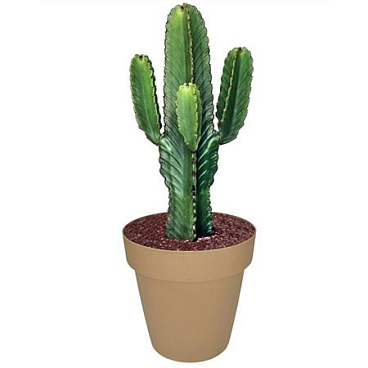 Euphorbia Ingens (succulenten)