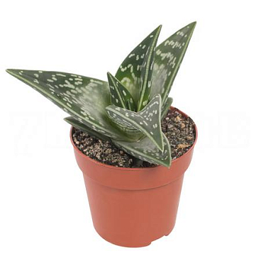 Алоэ вариегата