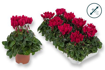 Cyclamen Compact Wine Red