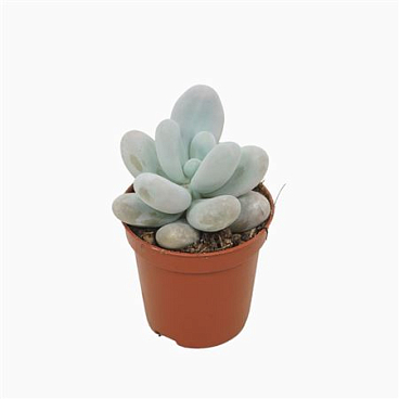 Pachyphytum