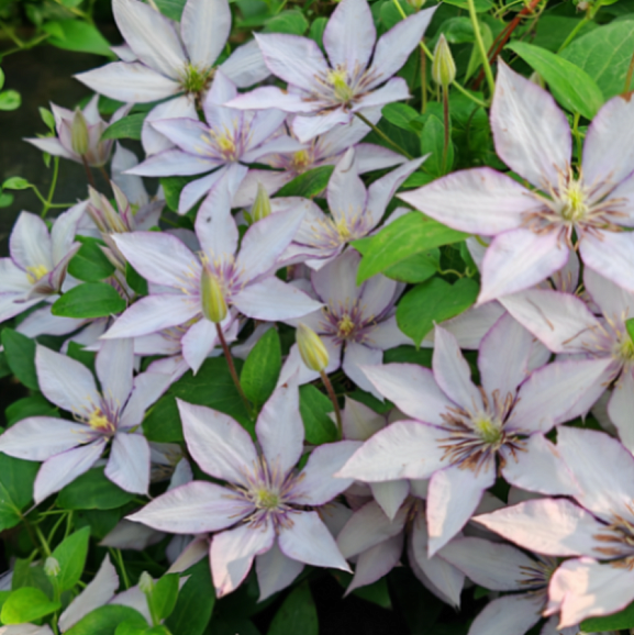 Клематис гибридный Самаритян Джо