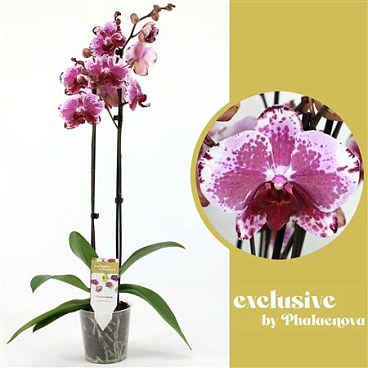 Phal 2st Veronika Mutant (phalaenova)