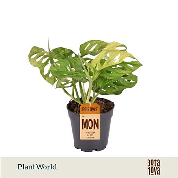 Monstera Variegated Aurea